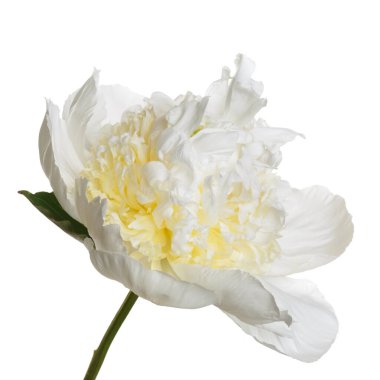 Beyaz arka planda izole edilmiş zarif bir merkezi olan zarif beyaz şakayık..