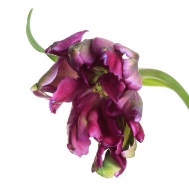 Mor çiçek lale Terry çiçeği beyaz arkaplanda izole edilmiş..