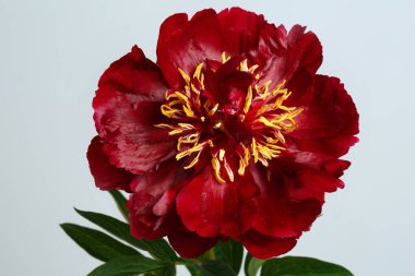 Koyu kırmızı şakayık gri arka planda izole edilmiş.