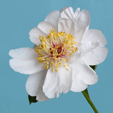 Mavi arka planda izole edilmiş yumuşak beyaz şakayık..