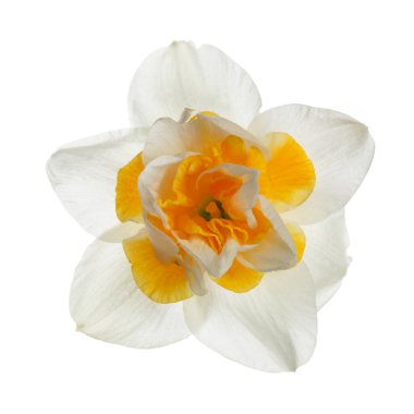 Nergis çiçeği beyaz arkaplanda izole edilmiş.