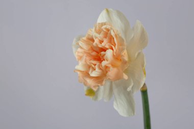 Gri arkaplanda izole edilmiş güzel nergis çiçeği.