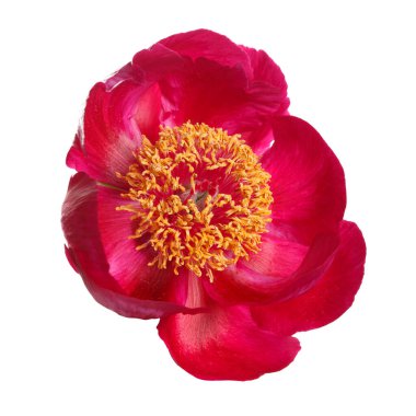 Beyaz arka planda izole edilmiş sarı renkli bir stamen topuyla pembe şakayık..