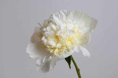 Hassas beyaz şakayık. Gri arka planda soyutlanmış sofistike bir merkezi var..