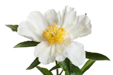 Beyaz arka planda sarı merkezli basit beyaz şakayık..