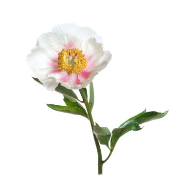 Beyaz arka planda izole edilmiş narin şakayık çiçeği.