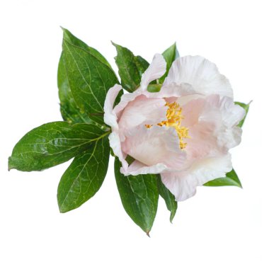 Nazik pembe şakayık çiçeği beyaz arka planda izole edilmiş..