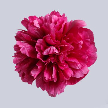 Gri arkaplanda izole edilmiş mor şakayık çiçeği..