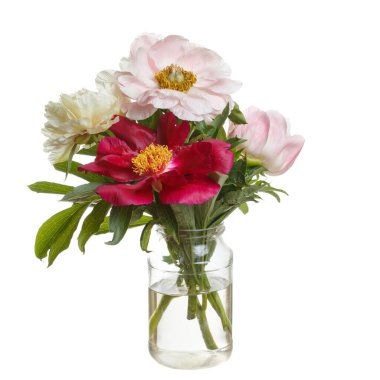 Beyaz arka planda izole edilmiş şakayık demeti.