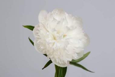 Gri arkaplanda yalıtılmış yumuşak beyaz şakayık.