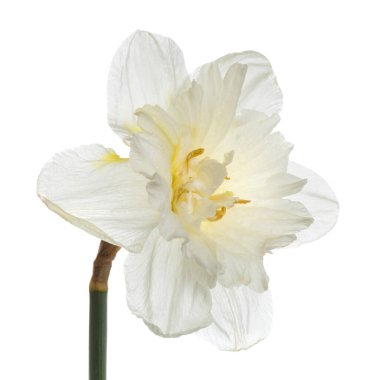 Narin nergis çiçeği beyaz bir arkaplanda izole edilmiş..
