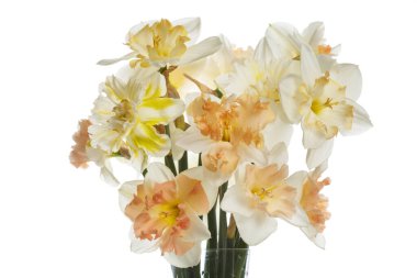 Beyaz arka planda izole edilmiş narin nergis buketi..