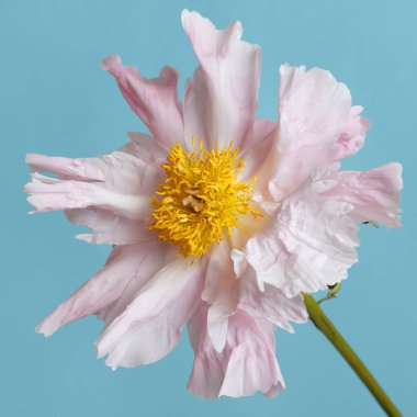 Yumuşak pembe şakayık mavi arka planda izole edilmiş..