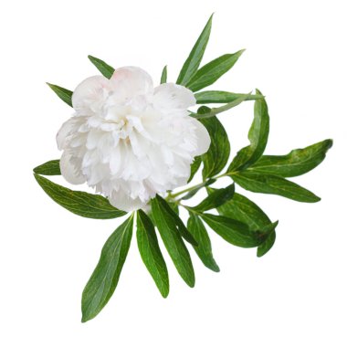 Beyaz arka planda izole edilmiş zarif beyaz şakayık çiçeği..