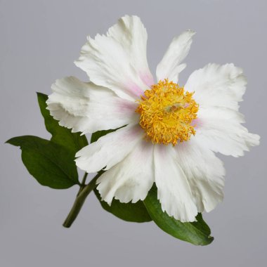 Beyaz şakayık gri arka planda izole edilmiş.