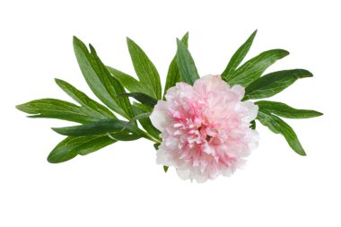 Beyaz arka planda izole edilmiş beyaz pembe şakayık çiçekleri..