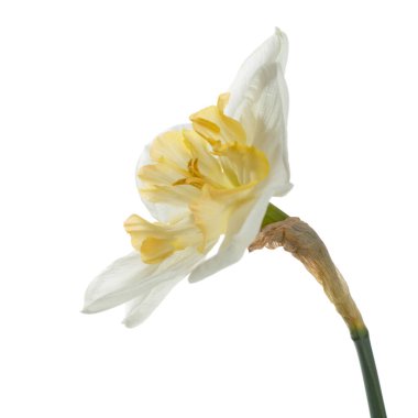 Beyaz arka planda izole edilmiş sarı narsisli parlak çiçek..