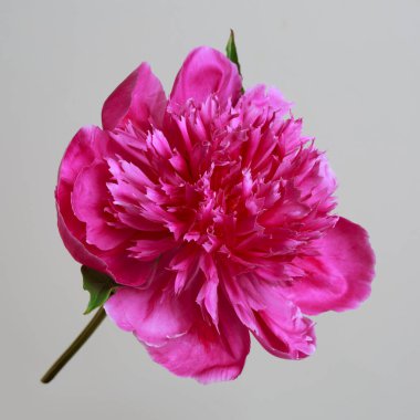 Gri arka planda izole edilmiş parlak pembe şakayık çiçeği..