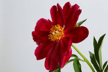 Koyu kırmızı şakayık gri arka planda izole edilmiş.