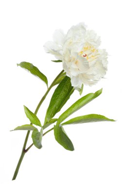 Beyaz arkaplanda izole edilmiş yumuşak sarı şakayık.