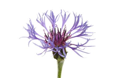 Beyaz arkaplanda yalıtılmış çiçek.