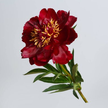 Koyu kırmızı şakayık gri arka planda izole edilmiş.