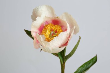 Gri arka planda izole edilmiş yumuşak pembe şakayık.