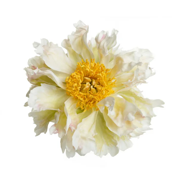 Σπάνια Ποικιλία Παιώνιος Λουλούδι Τσαλακωμένα Πέταλα Απομονωμένα Λευκό Φόντο — Φωτογραφία Αρχείου