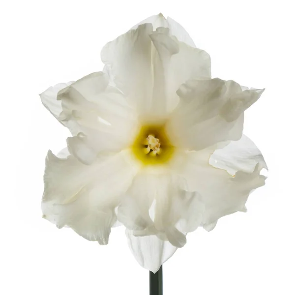 Λουλούδι Από Απαλό Φως Νάρκισσος Κίτρινο Κέντρο Απομονωμένο Λευκό Φόντο — Φωτογραφία Αρχείου
