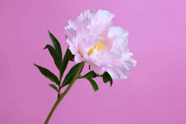 Gently pink peony flower isolated on a bright pink background.