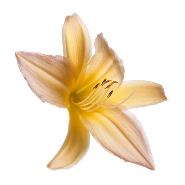 Żółty Pomarańczowy Kwiat Lilii Odizolowany Białym Tle — Zdjęcie stockowe