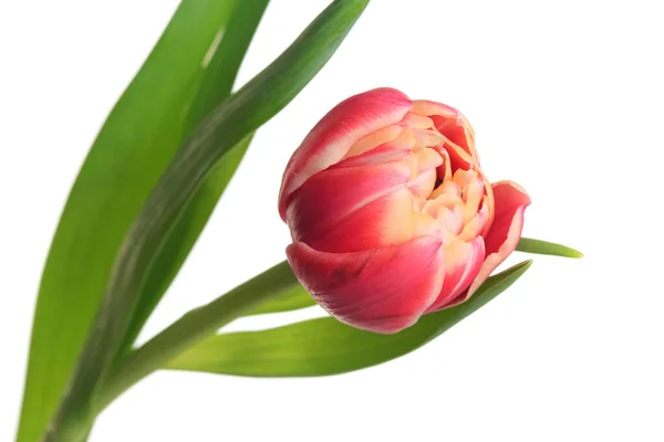 Beyaz Arka Planda Izole Edilmiş Terry Pembe Lale Çiçeği — Stok fotoğraf