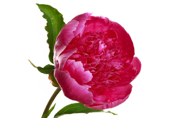 Leuchtend Rosa Pfingstrose Blume Isoliert Auf Weißem Hintergrund — Stockfoto