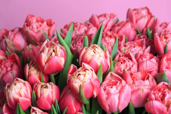 Цветочные Обои Букет Весенних Розовых Тюльпанов — стоковое фото