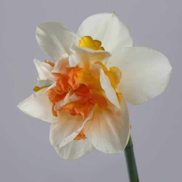 Bílé Narcisy Květ Žlutooranžové Terry Centrum Izolované Šedém Pozadí — Stock fotografie