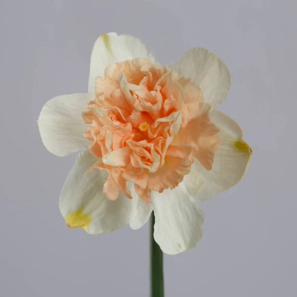 Hermosa Flor Narciso Aislado Sobre Fondo Gris — Foto de Stock