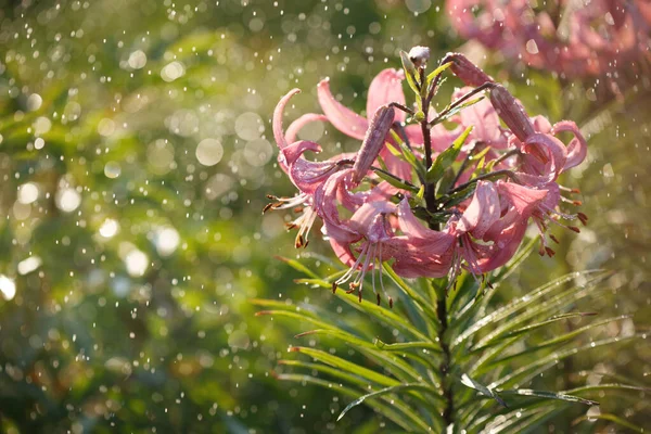 Blooming Pink Lilies Garden Rain Summer Sunny Day Close — Stock Photo, Image