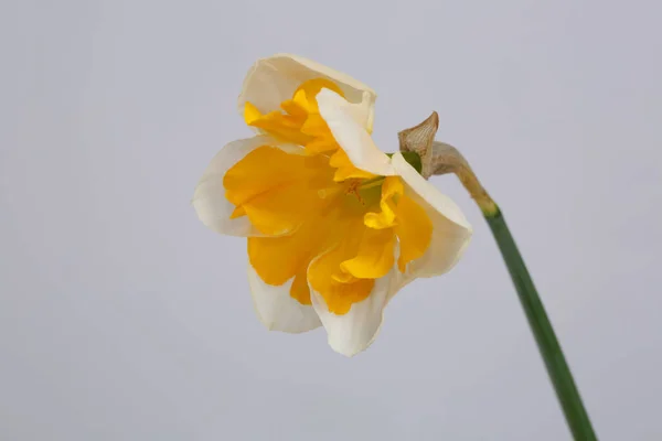 Flor Narciso Aislada Sobre Fondo Gris — Foto de Stock