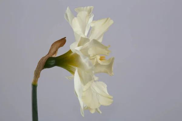 Narciso Delicato Isolato Uno Sfondo Grigio — Foto Stock