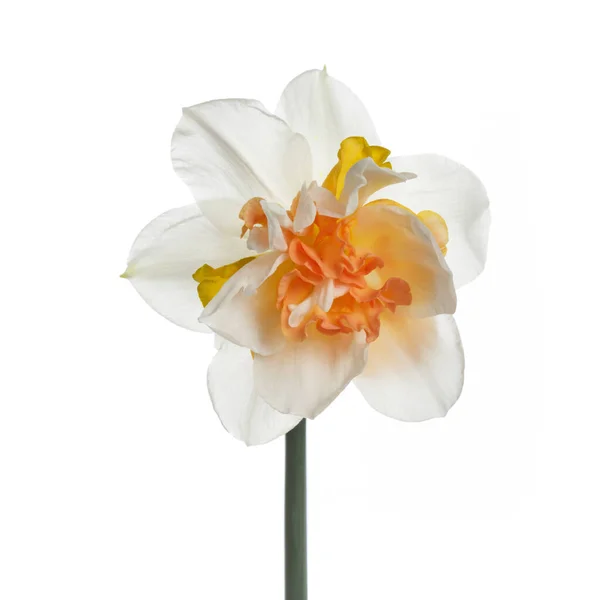 Biały Kwiat Narcyza Żółto Pomarańczowym Centrum Frotte Odizolowany Białym Tle — Zdjęcie stockowe