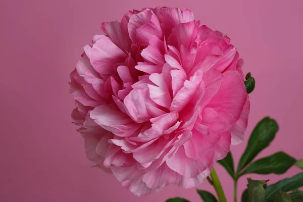 Ροζ Παιωνία Απομονωμένη Ροζ Φόντο — Φωτογραφία Αρχείου