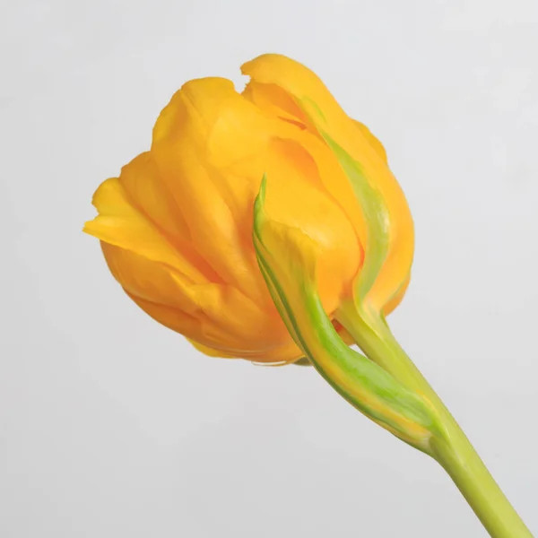 Fleur Tulipe Jaune Isolée Sur Fond Gris — Photo