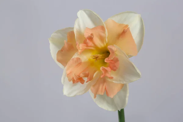 灰色の背景に隔離された美しいダフォジルの花 — ストック写真