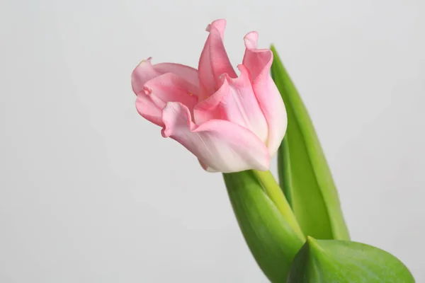 Розовый Цветок Тюльпанов Изолирован Сером Фоне — стоковое фото