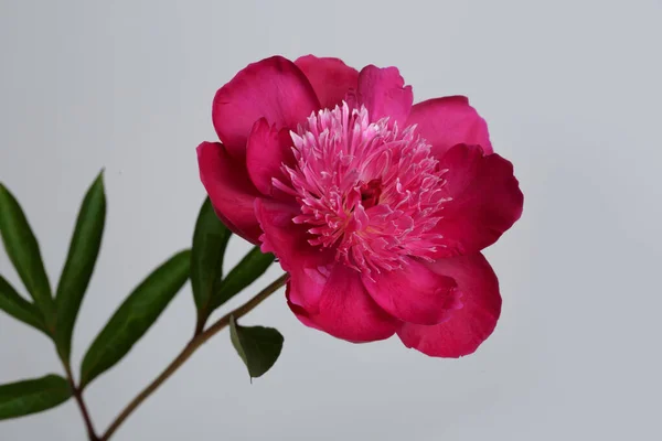 Sötét Rózsaszín Bazsarózsa Virág Elszigetelt Szürke Háttér — Stock Fotó