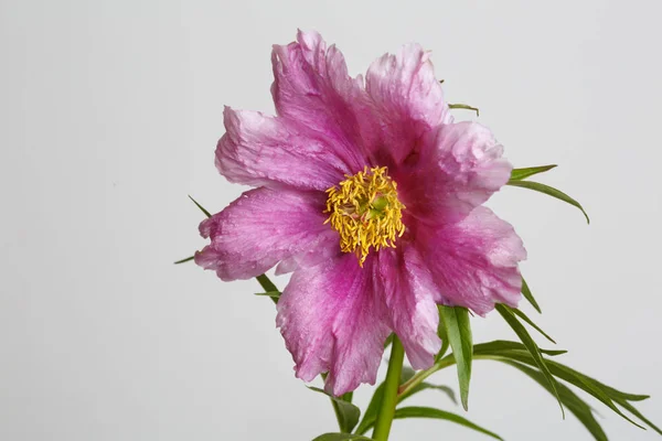 Purple Peony Isolated Gray Background — Stock Photo, Image