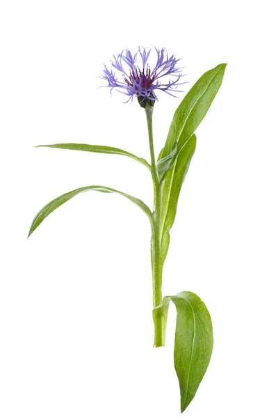Kornblume Blume Isoliert Auf Weißem Hintergrund — Stockfoto