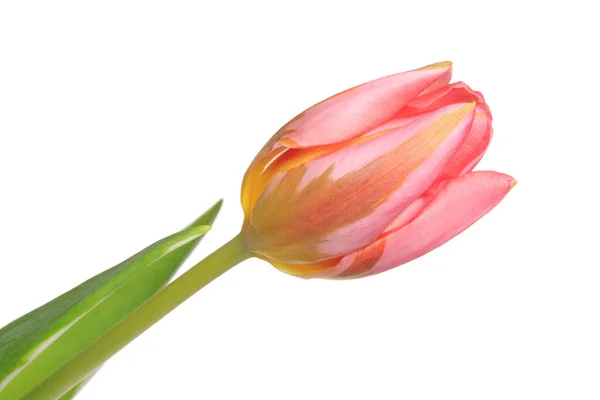 Beautiful Fresh Flower Pink Tulip Isolated White Background — Stock Photo, Image