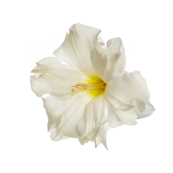 Délicate Fleur Jonquille Isolée Sur Fond Blanc — Photo