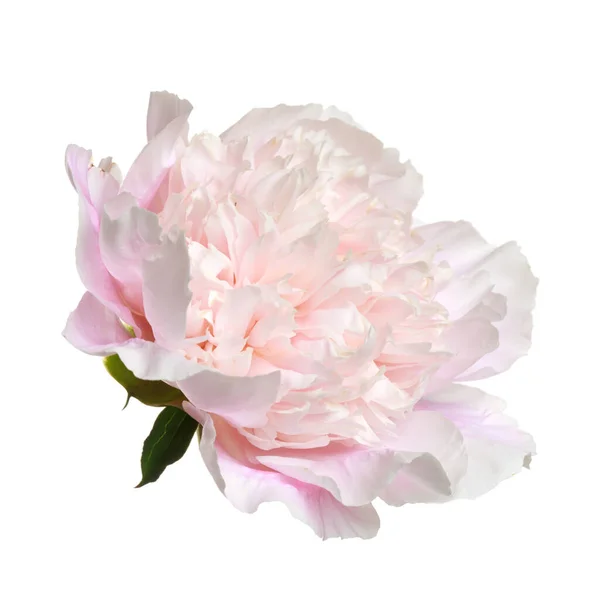 Мягко Розовый Пион Изолирован Белом Фоне — стоковое фото